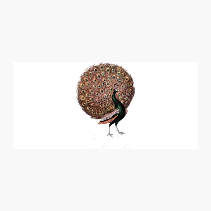 Fabulous Peacock  Total Self-Confidence Awesomeness! Coffee Mug