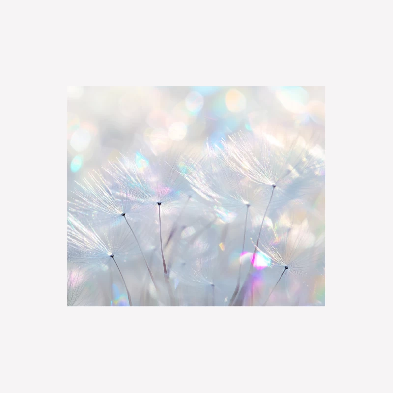 Dreamy Dandelion Macro in Soft Pastel Bokeh Female T-Shirt