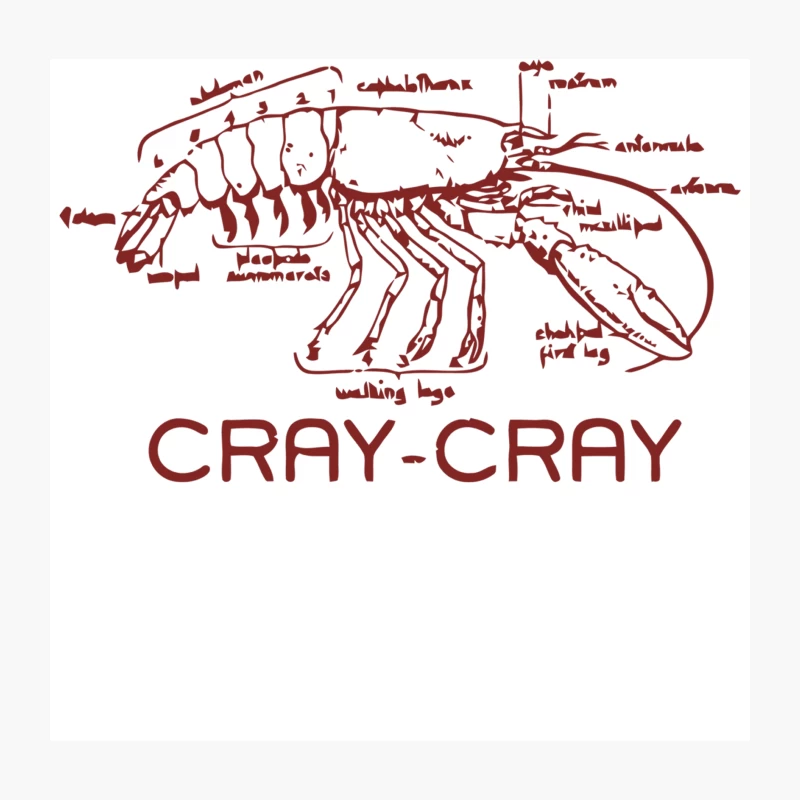 Crayfish Anatomical Diagram: Scientific Sketch of Crustacean Throw Pillow