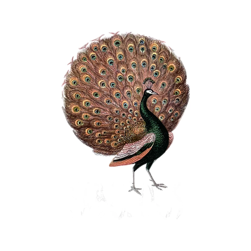 Fabulous Peacock  Total Self-Confidence Awesomeness! Tapestry