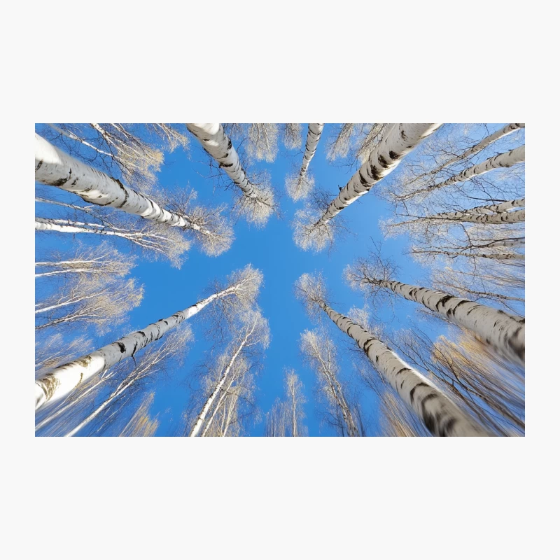 Towering Birch Trees: A Winter Perspective Travel Mug