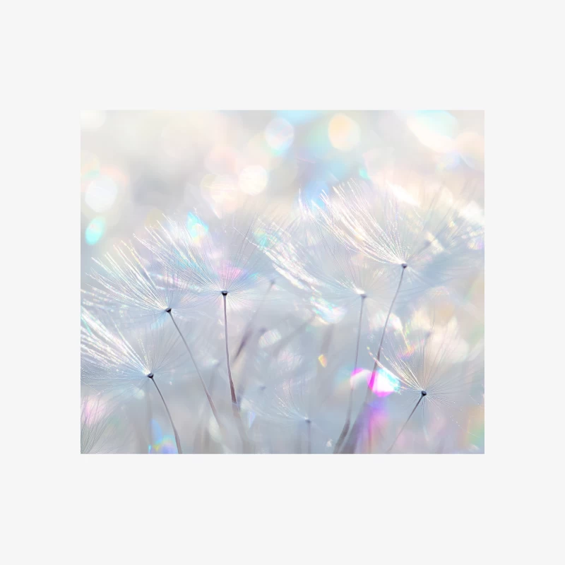 Dreamy Dandelion Macro in Soft Pastel Bokeh Female Pullover Sweatshirt