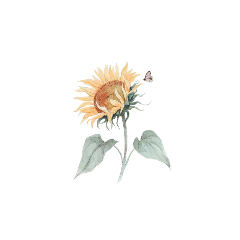 Delicate Watercolor Sunflower with Butterfly: A Botanical Nature Study Tapestry