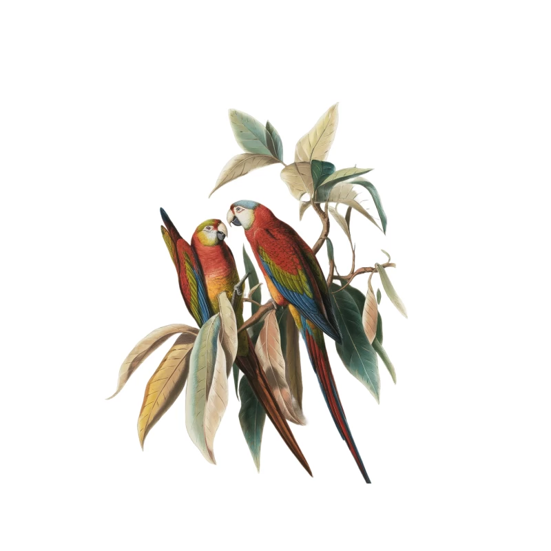 Vibrant Macaws: A Tropical Avian Portrait Tapestry